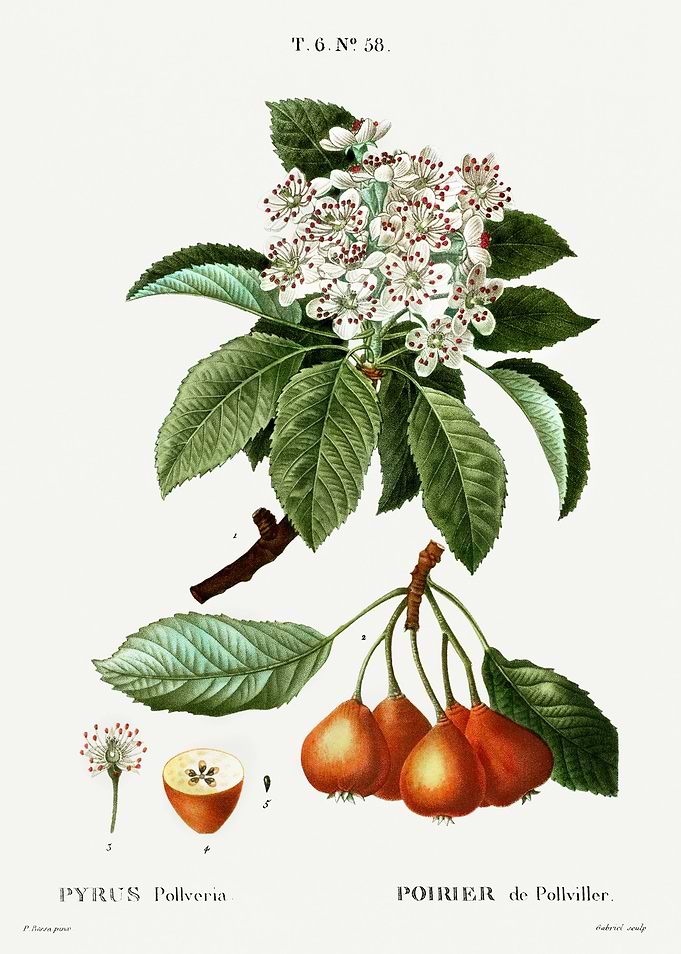 Traite Arbres 1819 HQ Orig