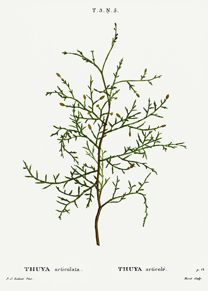 Traite Arbres 1819 HQ Orig