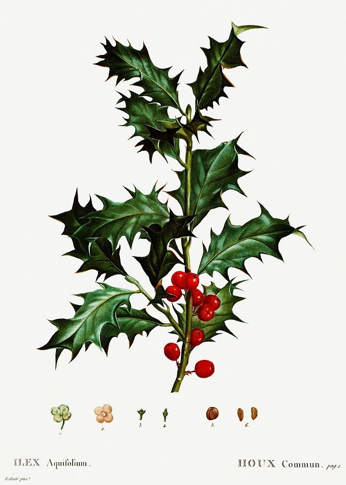 Traite Arbres 1819 HQ Orig