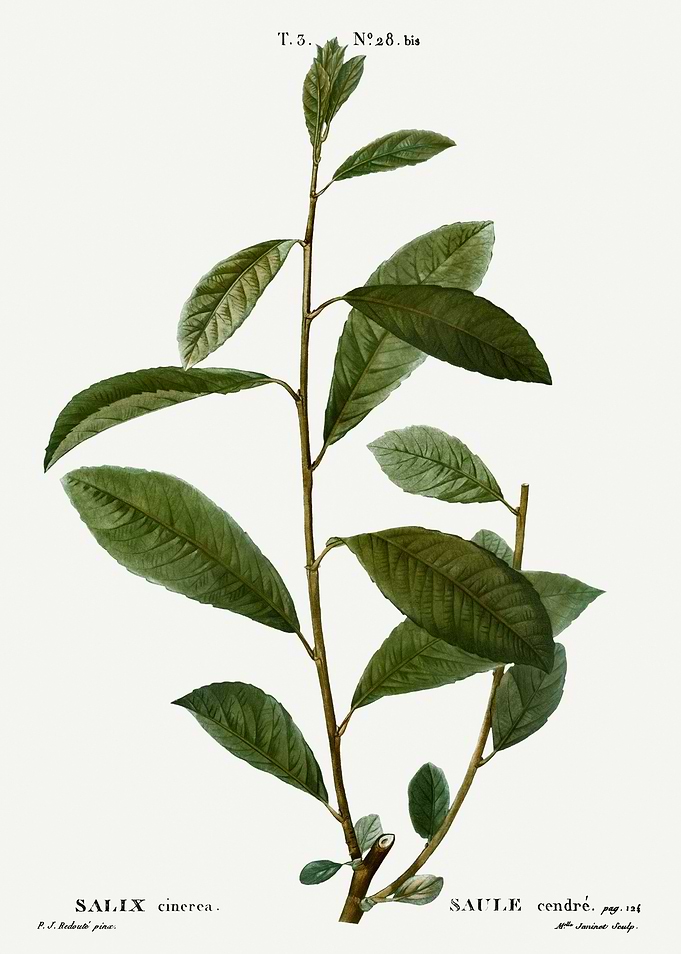Traite Arbres 1819 HQ Orig