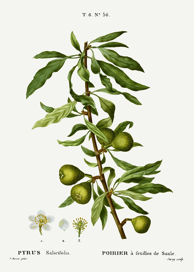Traite Arbres 1819 HQ Orig