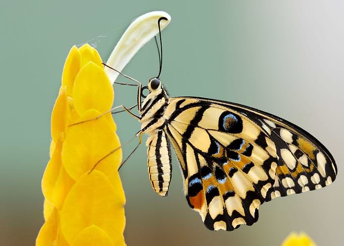 Butterfly Yellow Flower