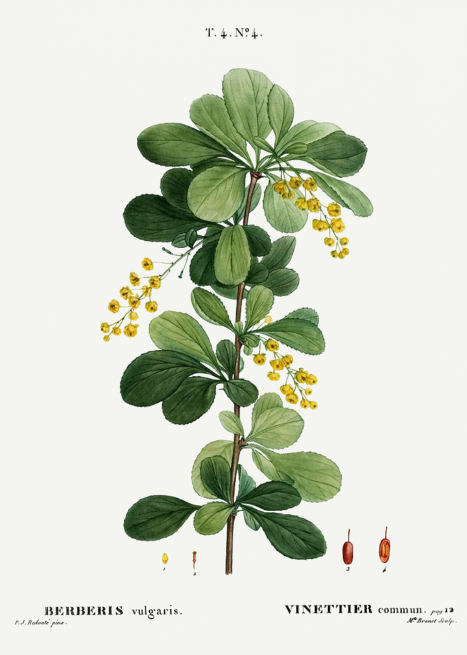 Traite Arbres 1819 HQ Orig