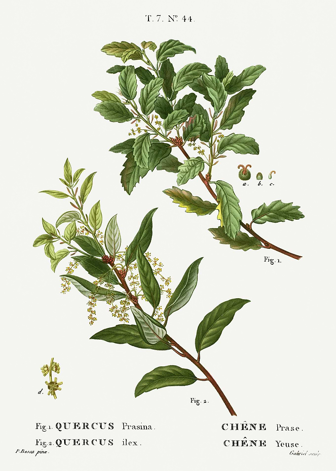 Traite Arbres 1819 HQ Orig