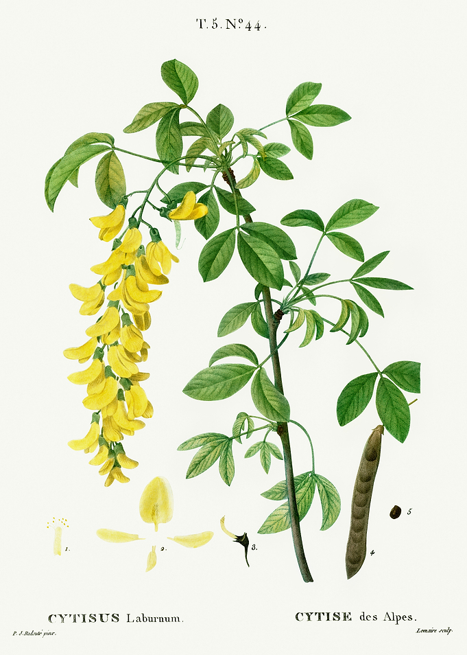 Traite Arbres 1819 HQ Orig