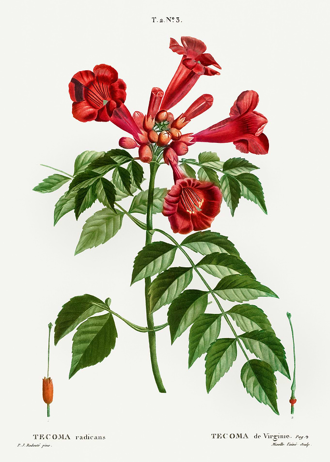 Traite Arbres 1819 HQ Orig