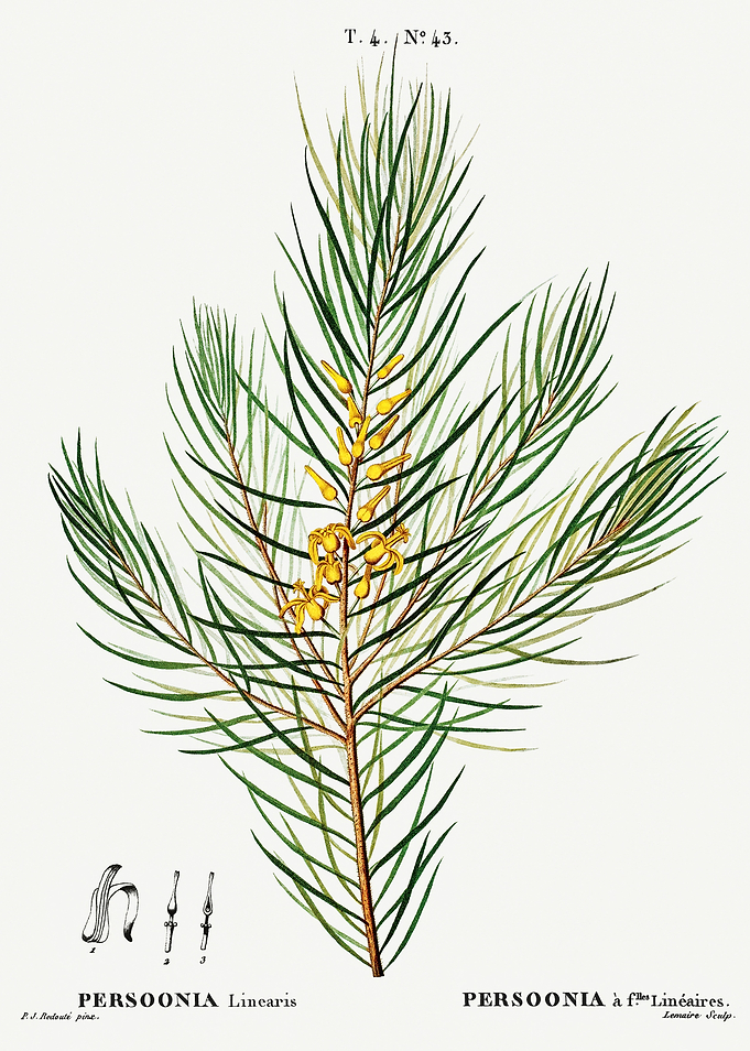 Traite Arbres 1819 HQ Orig