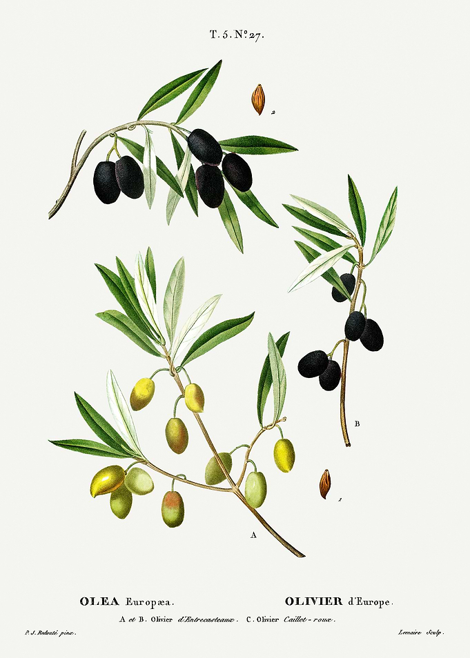 Traite Arbres 1819 HQ Orig