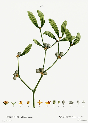 Traite Arbres 1819 HQ Orig