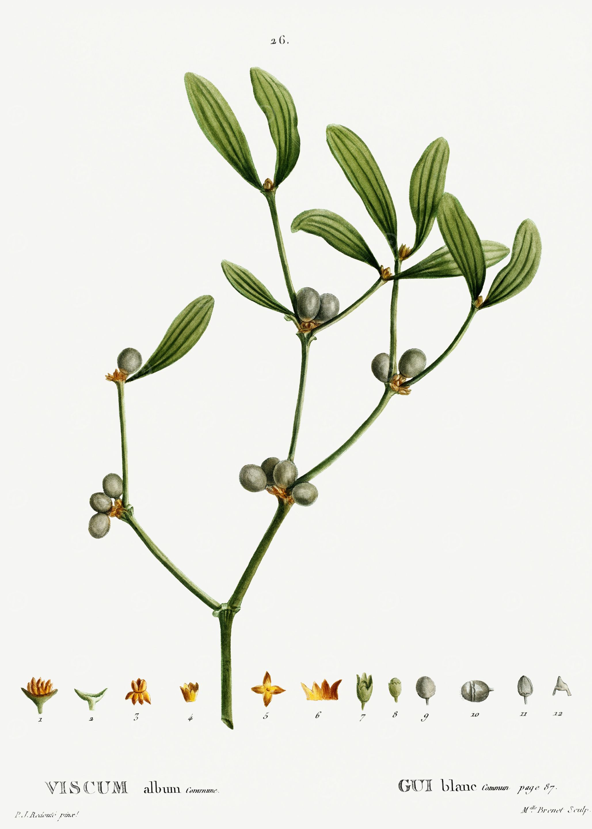 Traite Arbres 1819 HQ Orig