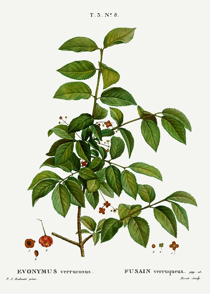 Traite Arbres 1819 HQ Orig