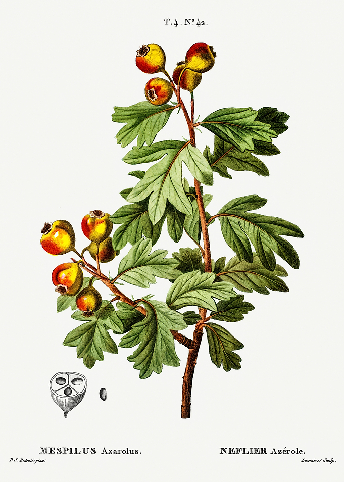 Traite Arbres 1819 HQ Orig