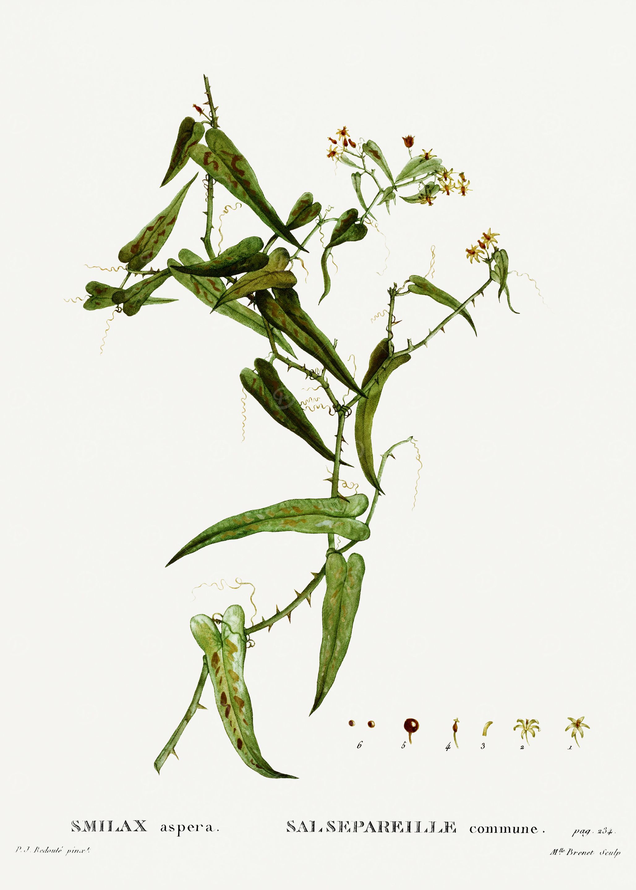Traite Arbres 1819 HQ Orig
