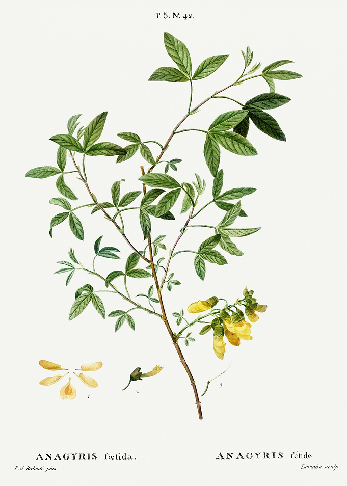 Traite Arbres 1819 HQ Orig