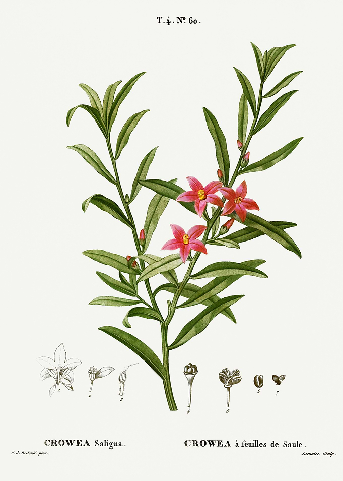 Traite Arbres 1819 HQ Orig