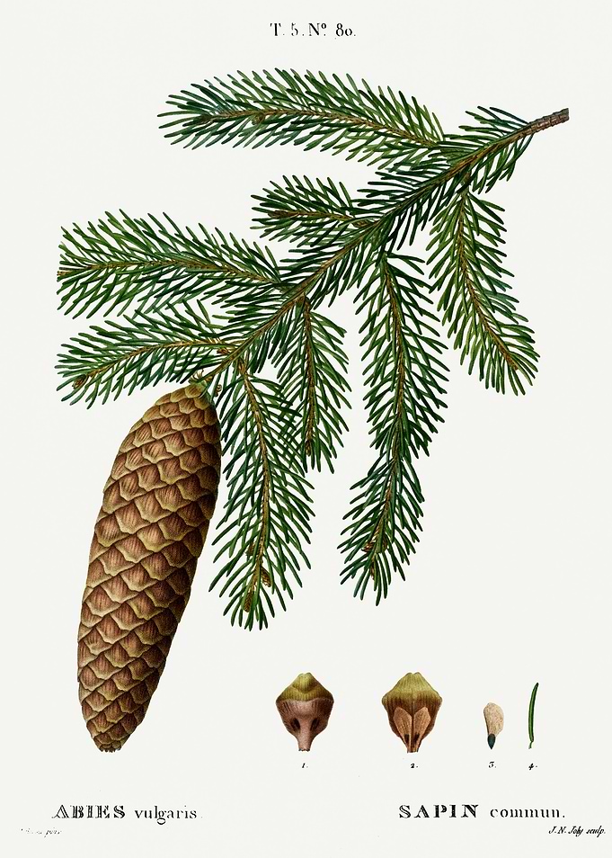 Traite Arbres 1819 HQ Orig