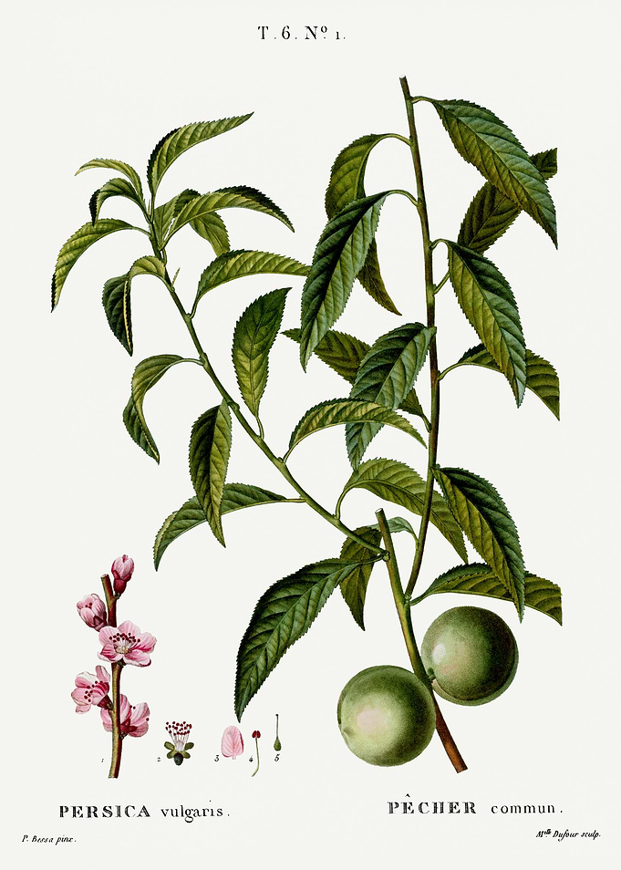 Traite Arbres 1819 HQ Orig