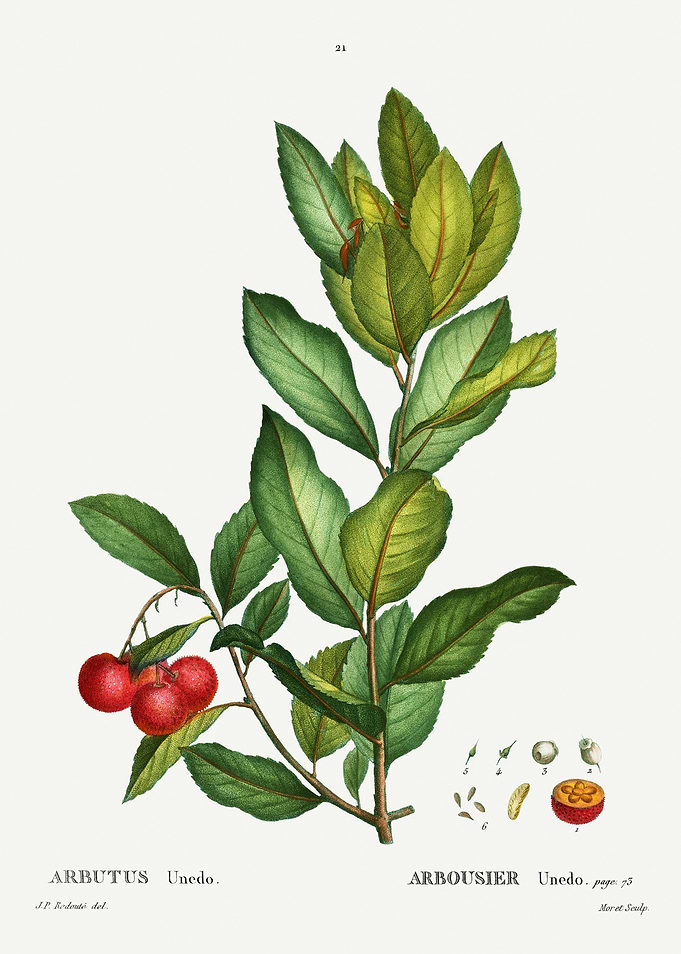 Traite Arbres 1819 HQ Orig
