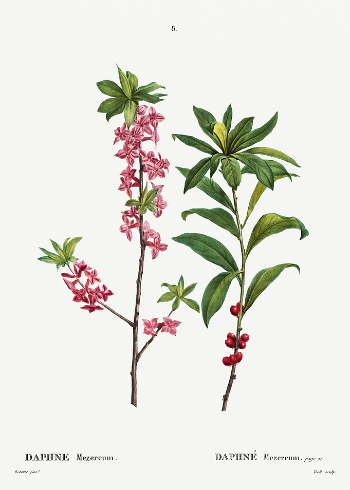 Traite Arbres 1819 HQ Orig