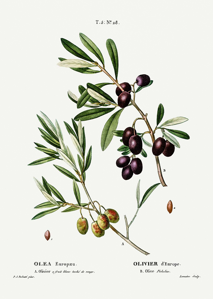 Traite Arbres 1819 HQ Orig