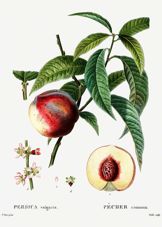 Traite Arbres 1819 HQ Orig