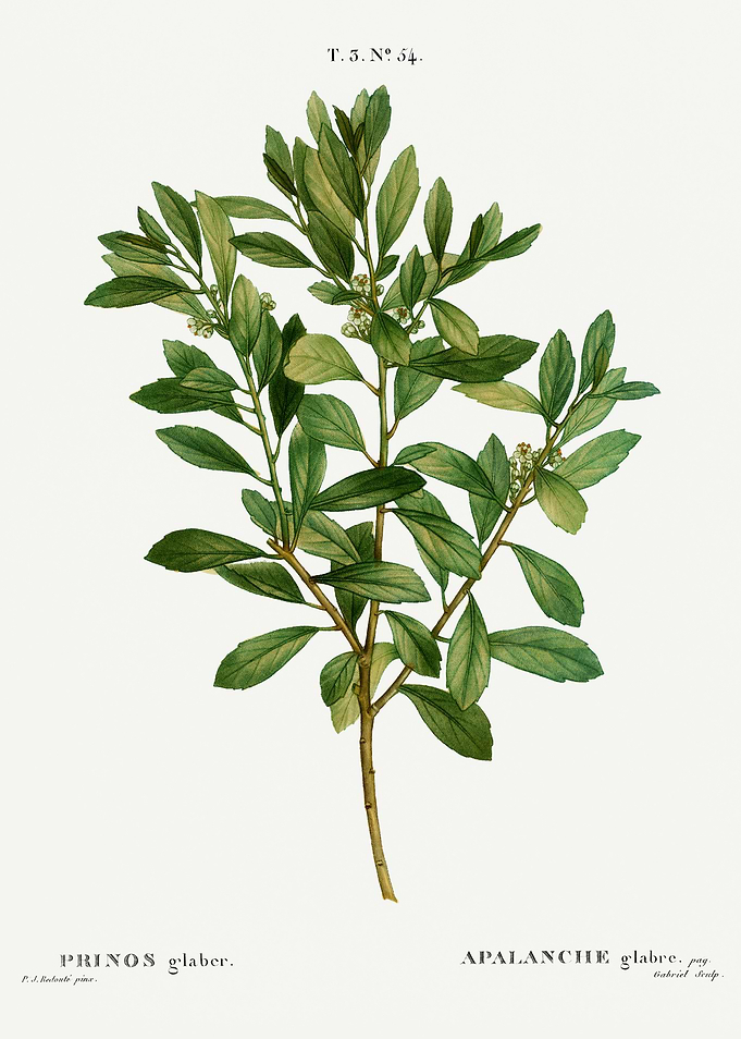 Traite Arbres 1819 HQ Orig