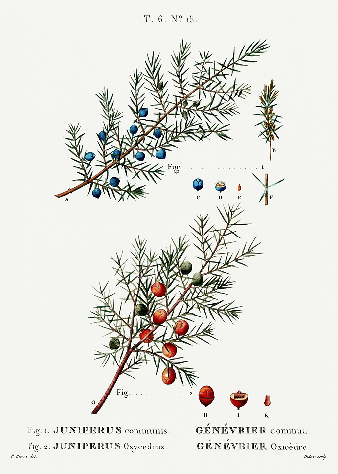 Traite Arbres 1819 HQ Orig