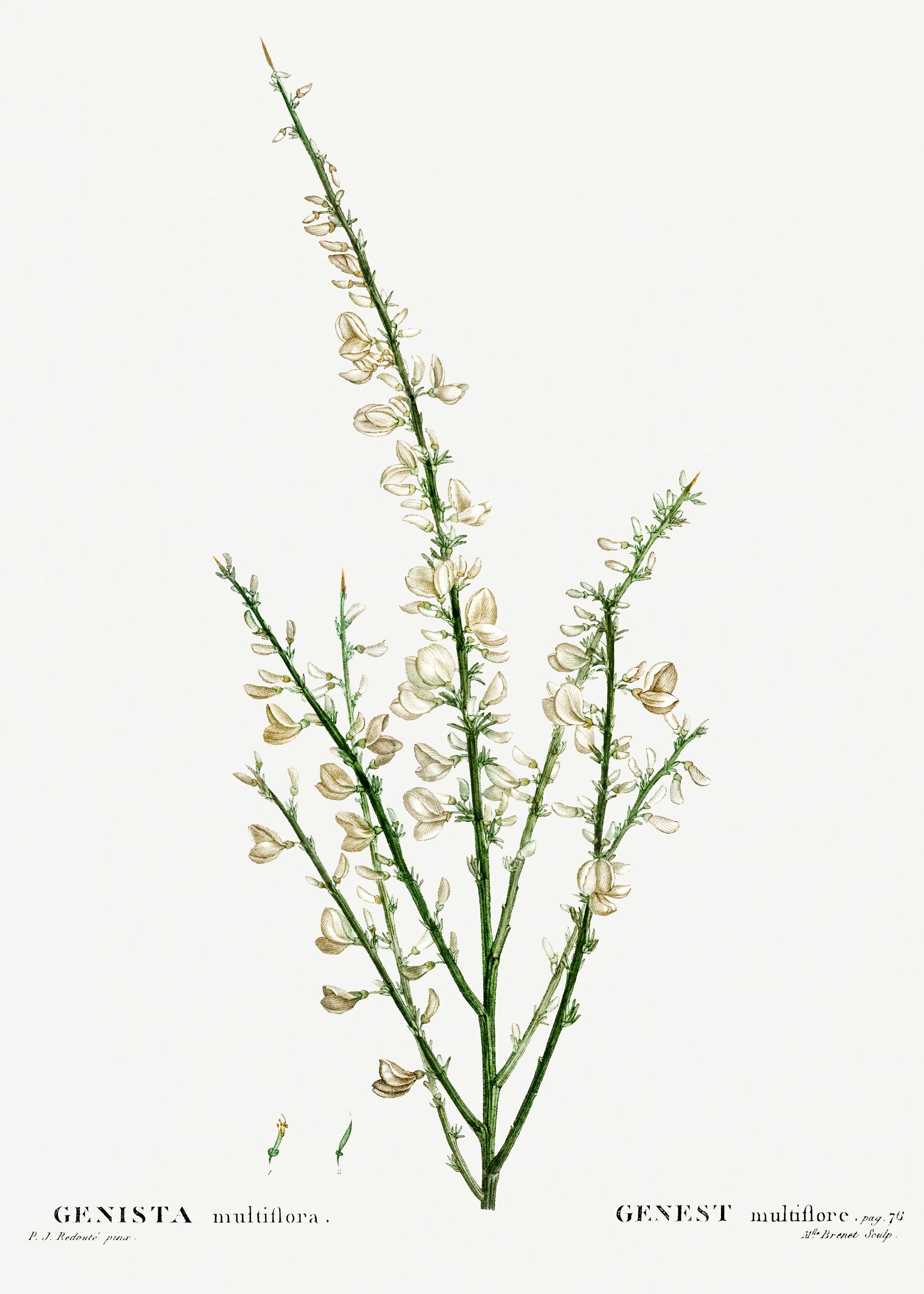 Traite Arbres 1819 HQ Orig