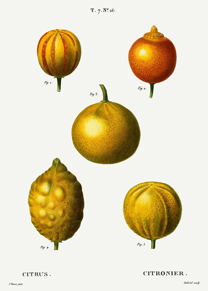 Traite Arbres 1819 HQ Orig