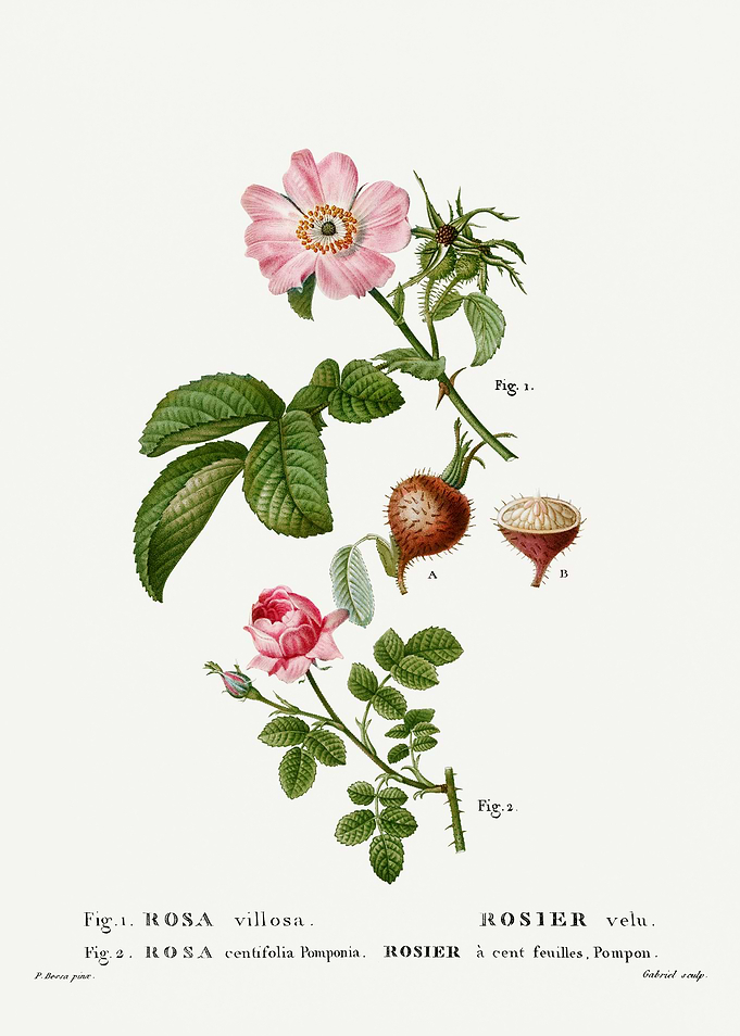Traite Arbres 1819 HQ Orig