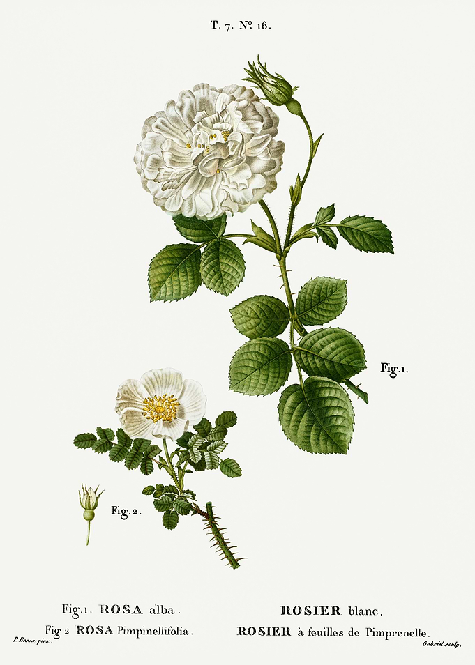 Traite Arbres 1819 HQ Orig