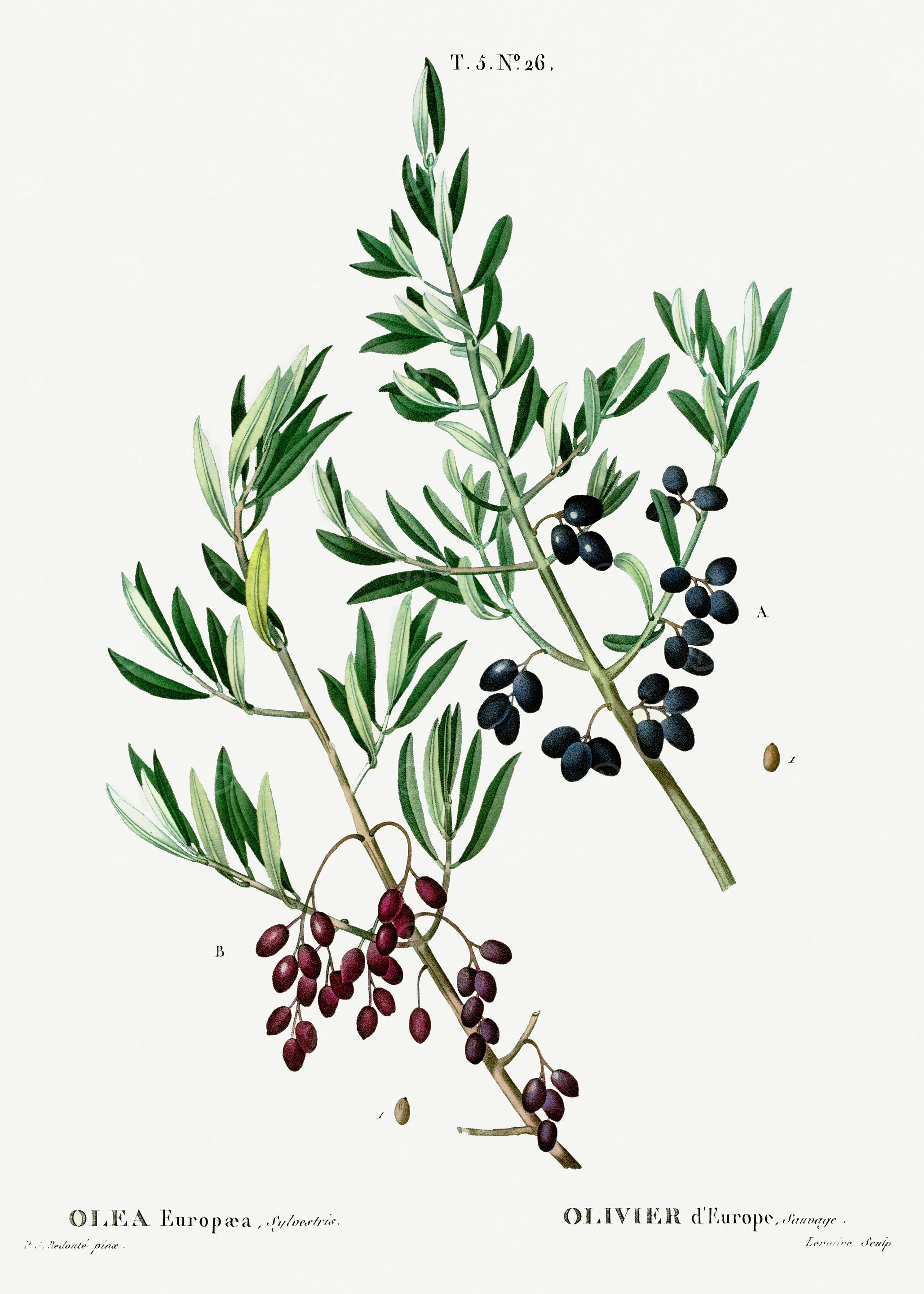 Traite Arbres 1819 HQ Orig