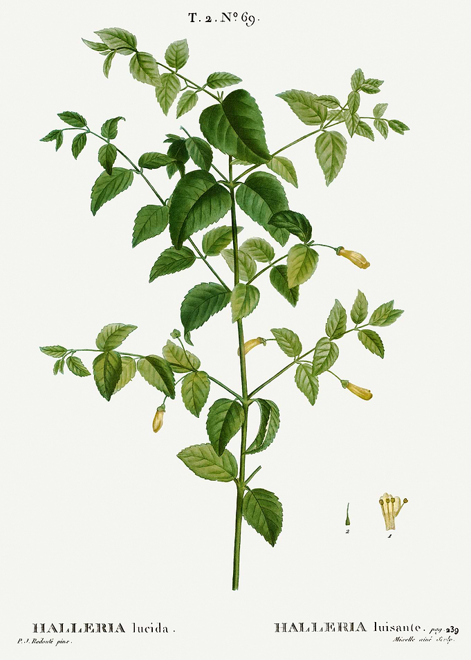 Traite Arbres 1819 HQ Orig