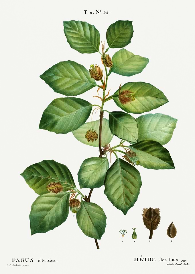 Traite Arbres 1819 HQ Orig