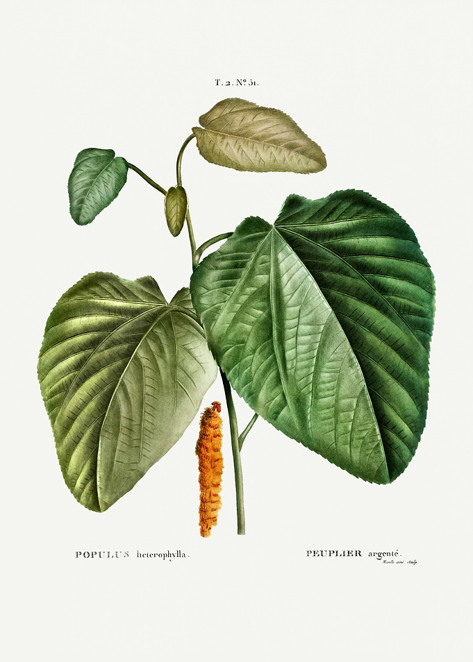 Traite Arbres 1819 HQ Orig