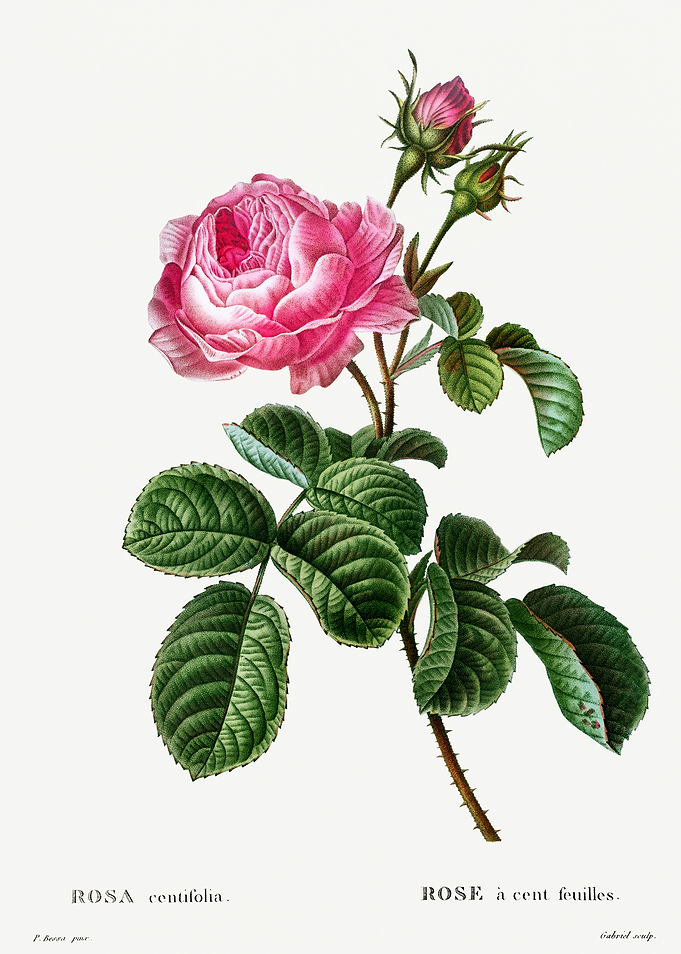 Traite Arbres 1819 HQ Orig