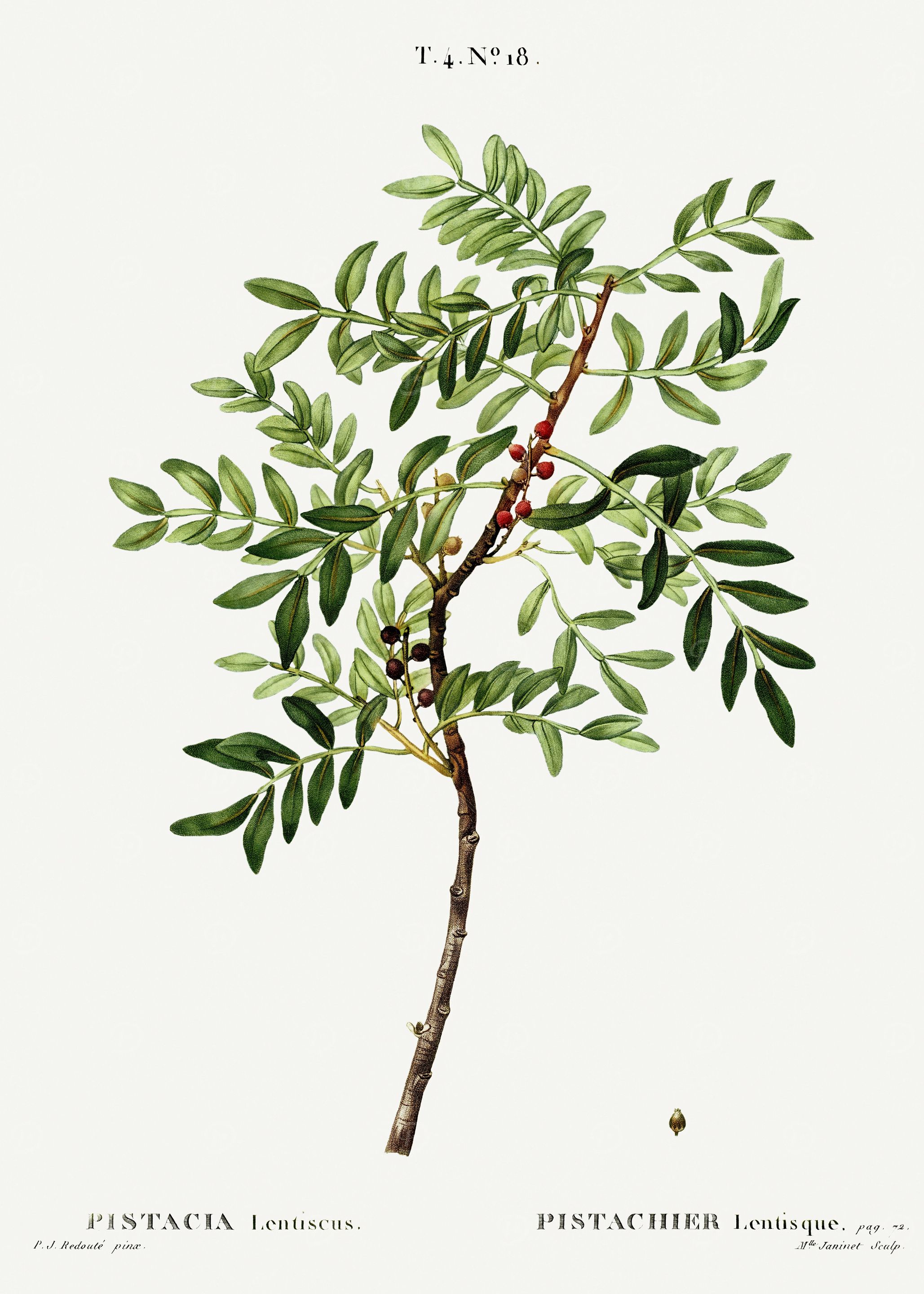 Traite Arbres 1819 HQ Orig