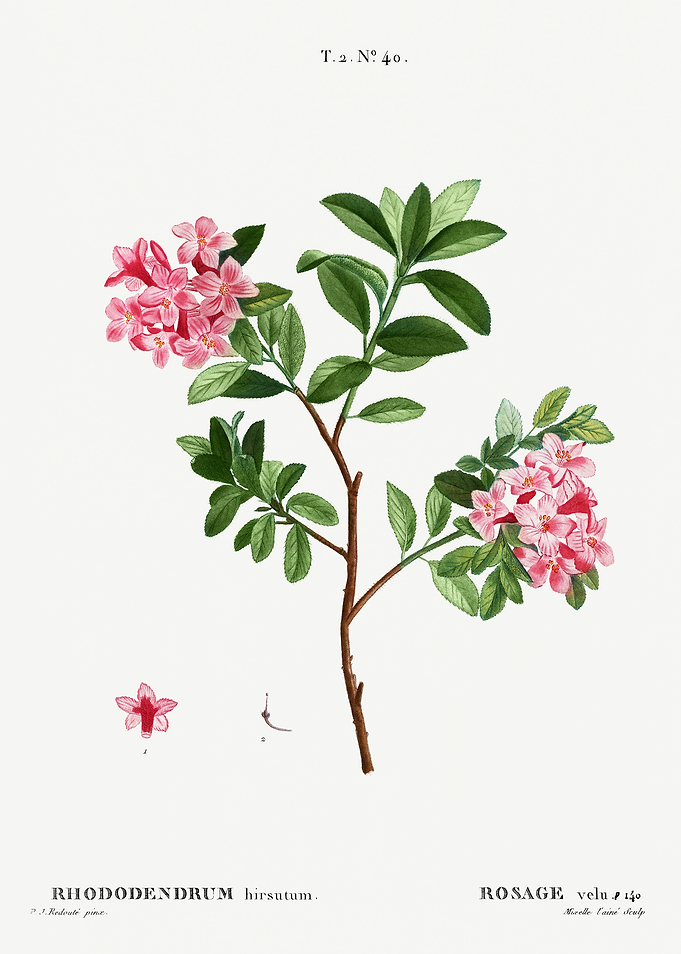 Traite Arbres 1819 HQ Orig