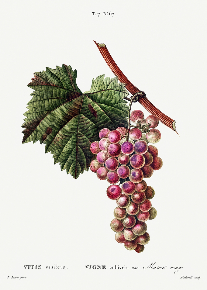 Traite Arbres 1819 HQ Orig
