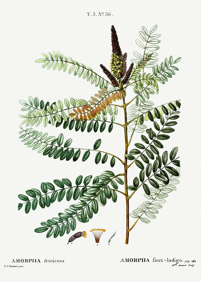 Traite Arbres 1819 HQ Orig