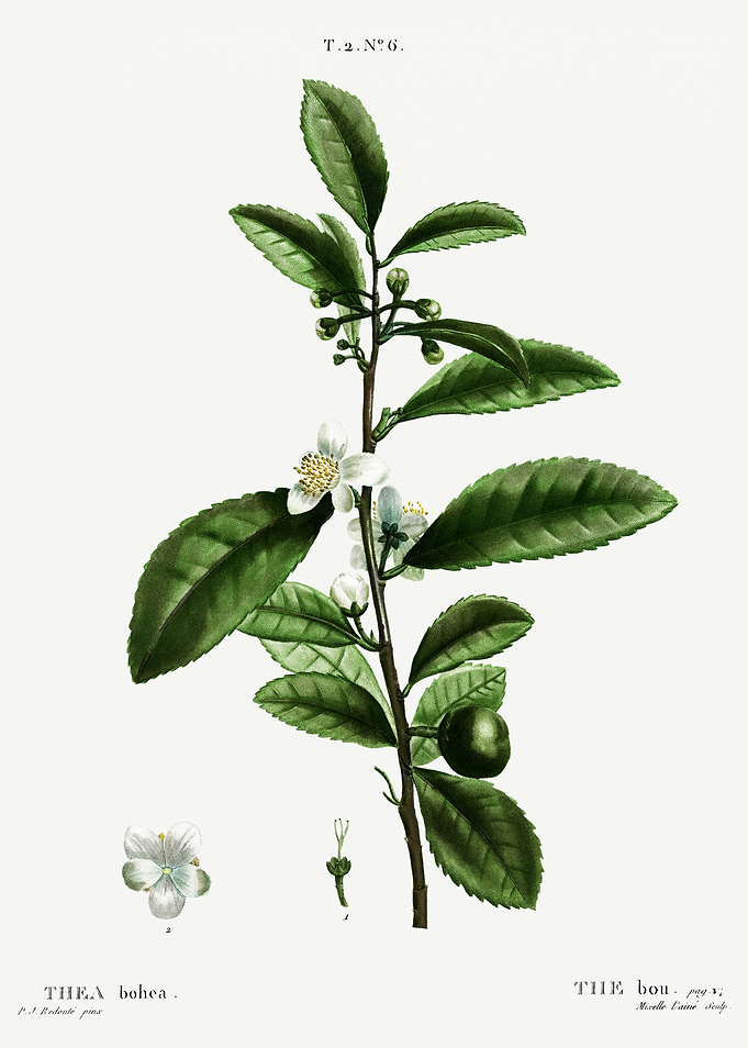 Traite Arbres 1819 HQ Orig