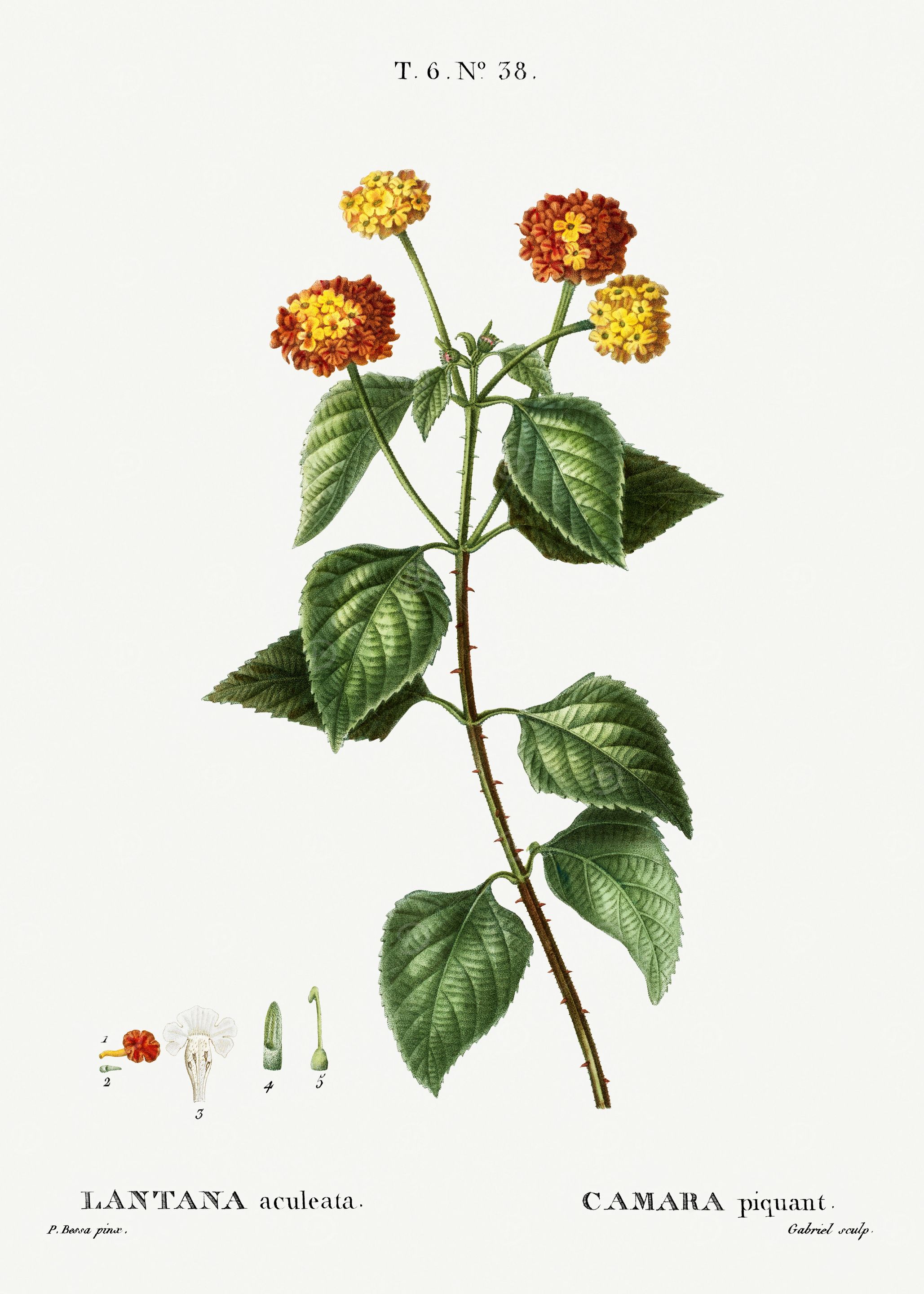 Traite Arbres 1819 HQ Orig