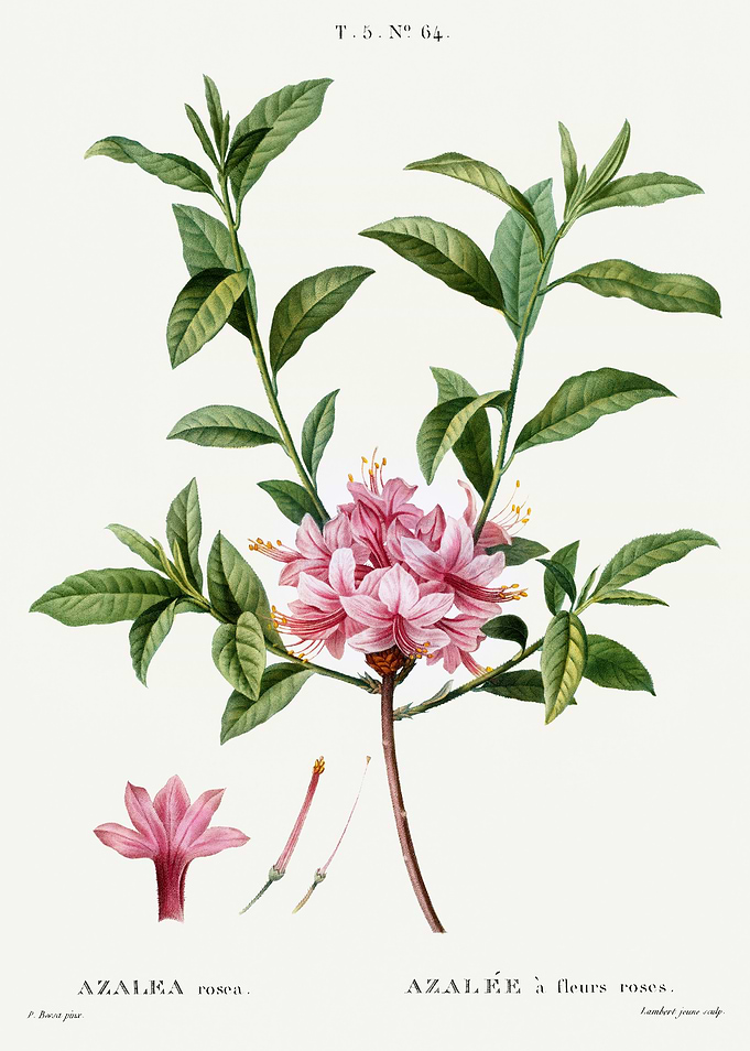 Traite Arbres 1819 HQ Orig