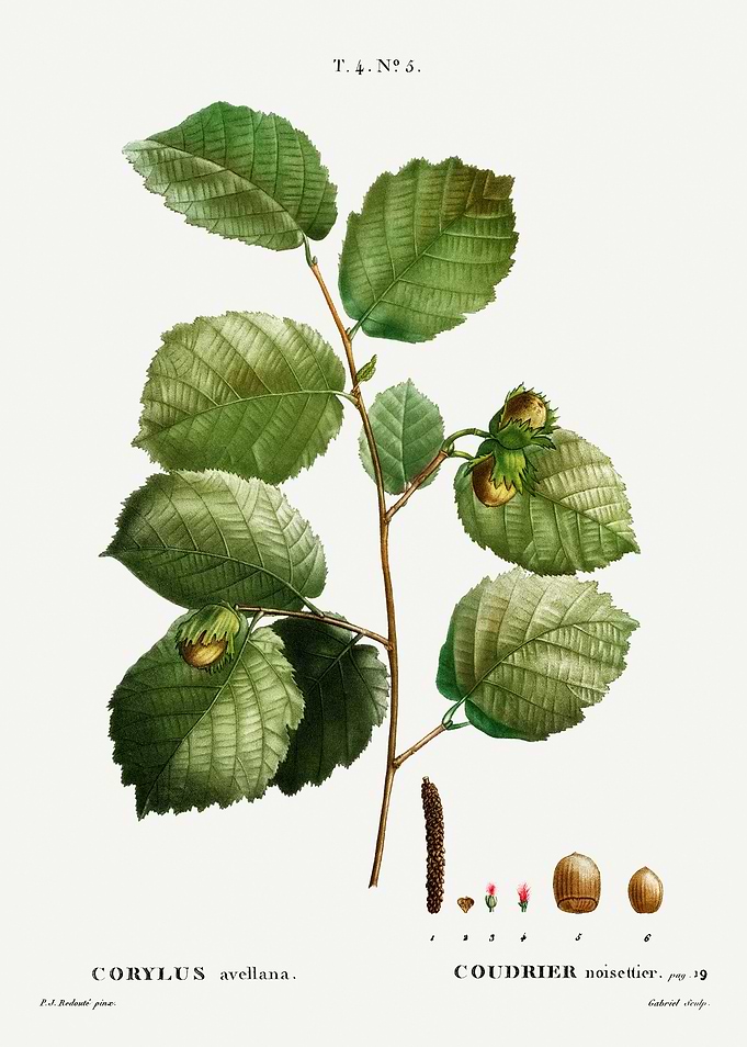 Traite Arbres 1819 HQ Orig