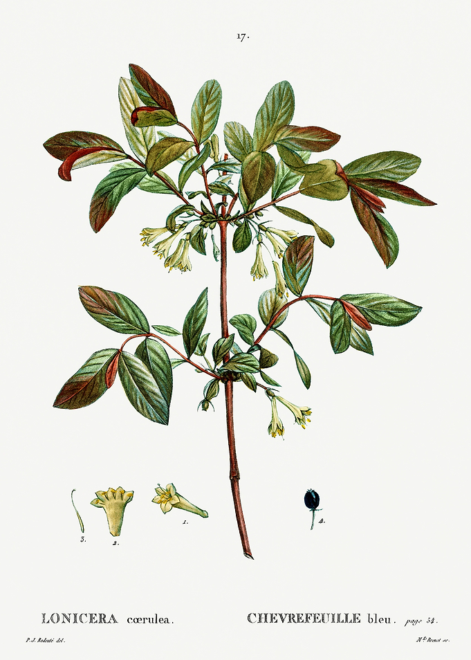 Traite Arbres 1819 HQ Orig