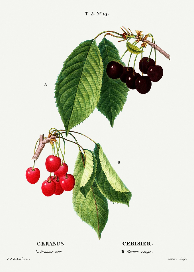 Traite Arbres 1819 HQ Orig