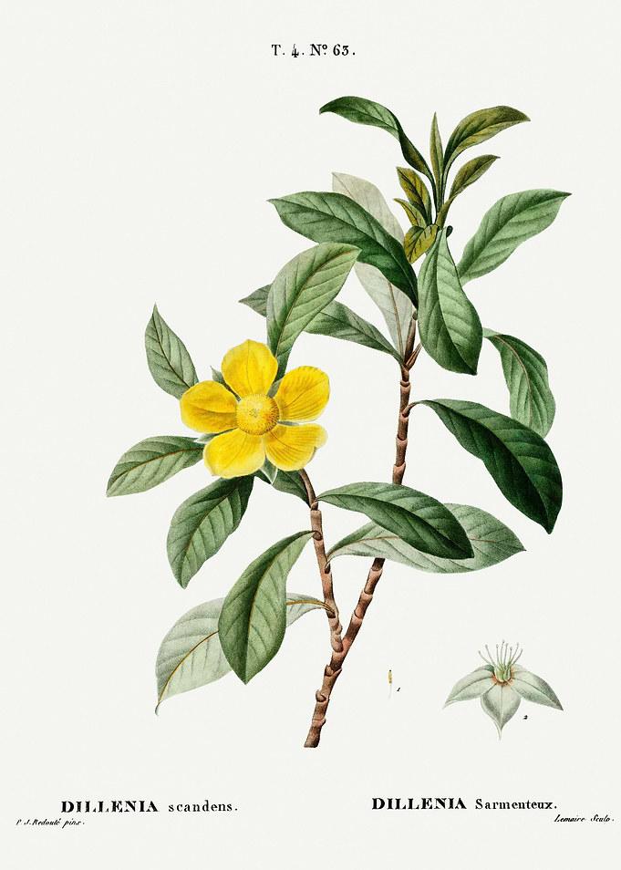 Traite Arbres 1819 HQ Orig