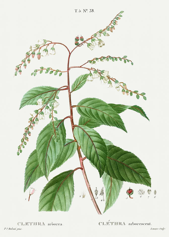 Traite Arbres 1819 HQ Orig