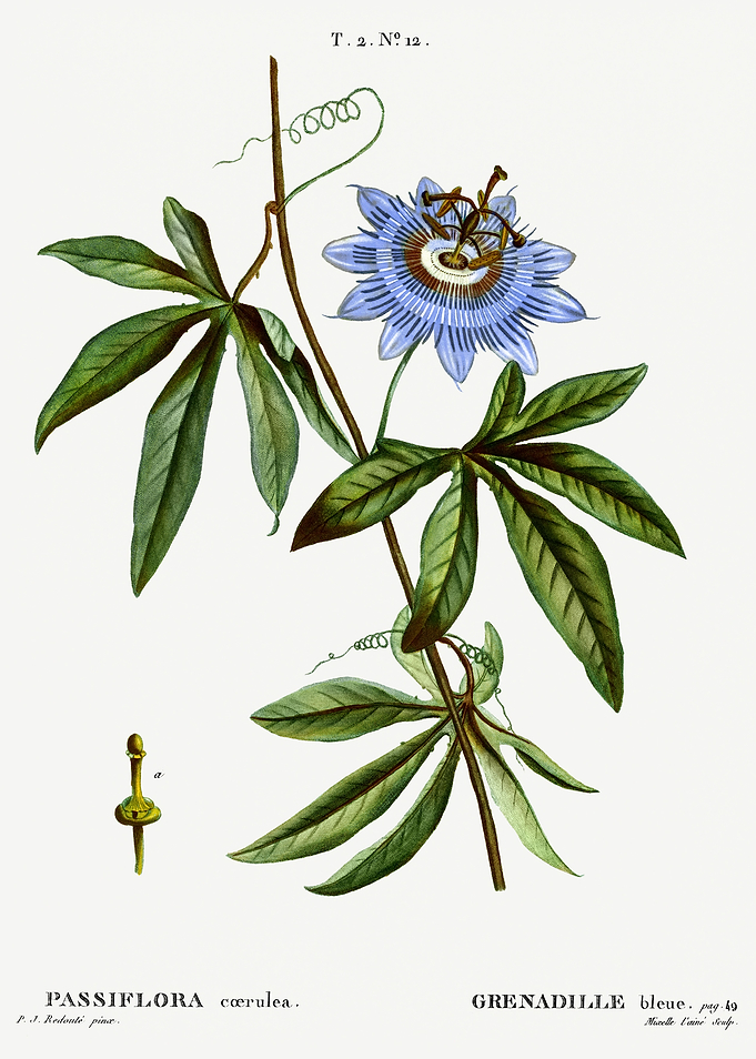 Traite Arbres 1819 HQ Orig