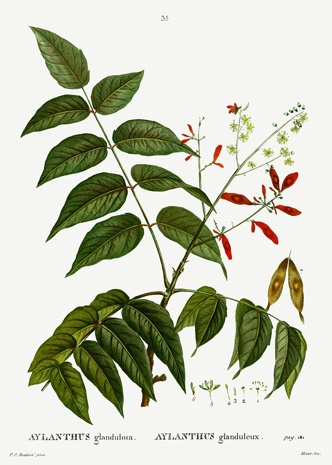 Traite Arbres 1819 HQ Orig